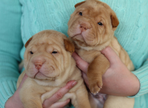 Photo №3. Sharpeichiki puppies. Russian Federation