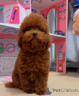 Photo №3. Asian Toy Poodle (Korean & Chineese). Belgium