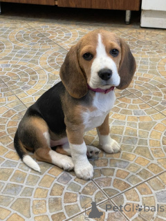 Photo №2 to announcement № 156804 for the sale of beagle - buy in Germany from the shelter, breeder