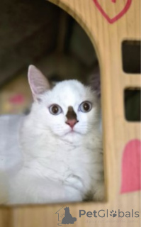 Photo №2 to announcement № 160386 for the sale of munchkin - buy in Germany breeder