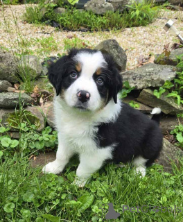 Photo №1. australian shepherd - for sale in the city of Frasdorf | 847$ | Announcement № 150665