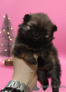 Additional photos: Pomeranian puppies