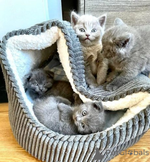 Photo №4. I will sell scottish fold in the city of Asheville.  - price - 300$