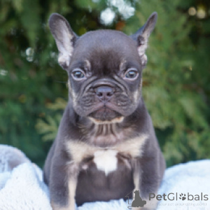Photo №1. french bulldog - for sale in the city of Berlin | 413$ | Announcement № 166550