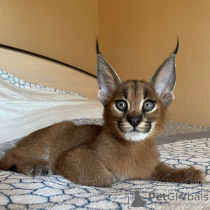 Photo №2 to announcement № 99637 for the sale of caracal - buy in Germany private announcement, from nursery, from the shelter