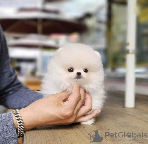 Photo №2 to announcement № 54585 for the sale of pomeranian - buy in United States private announcement