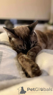 Photo №3. Adorable Bengal Kittens for adoption. Belgium