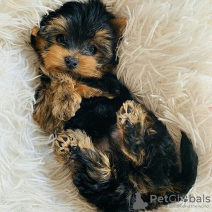 Photo №4. I will sell yorkshire terrier in the city of Москва. private announcement - price - 317$