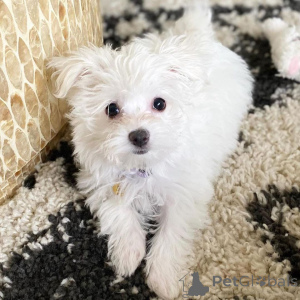 Photo №4. I will sell maltese dog in the city of Vilnius. private announcement, breeder - price - 774$