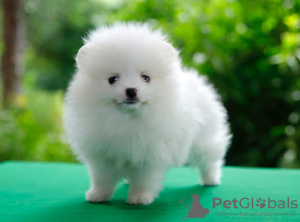 Photo №4. I will sell pomeranian in the city of Heidelberg. private announcement - price - 370$