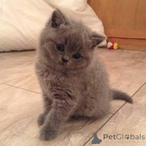 Photo №1. british shorthair - for sale in the city of Chester | negotiated | Announcement № 173789