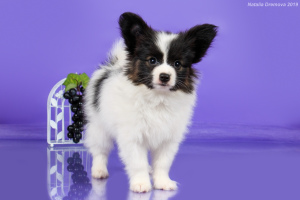 Photo №1. papillon dog - for sale in the city of Orenburg | 564$ | Announcement № 1228