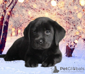 Photo №4. I will sell labrador retriever in the city of Dnipro. private announcement - price - 301$