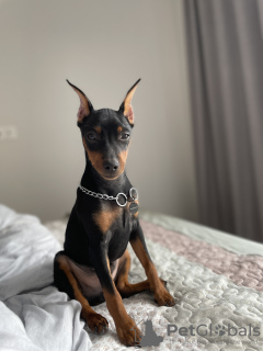 Additional photos: Beautiful Miniature pinscher