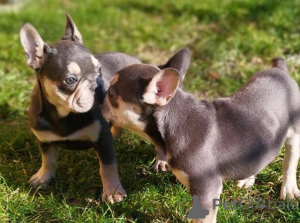 Photo №2 to announcement № 137553 for the sale of french bulldog - buy in Switzerland 