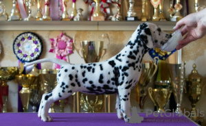 Photo №2 to announcement № 9029 for the sale of dalmatian dog - buy in Ukraine private announcement