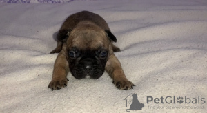 Photo №2 to announcement № 8693 for the sale of french bulldog - buy in Ukraine breeder