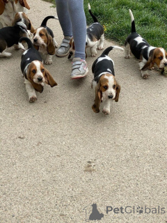 Photo №1. basset hound - for sale in the city of Hannover | 424$ | Announcement № 149747