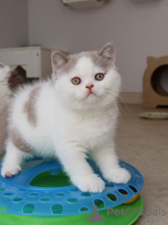 Photo №4. I will sell british shorthair in the city of Munich. breeder - price - negotiated