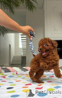 Photo №1. poodle (toy) - for sale in the city of SLAVONSKI KOBAš | negotiated | Announcement № 170363