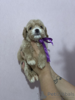 Photo №2 to announcement № 24825 for the sale of poodle (toy) - buy in Lithuania breeder