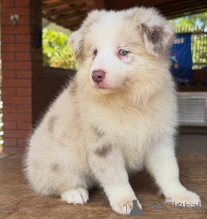 Photo №3. Your Perfect Companion Awaits Border Collie Puppies. Germany