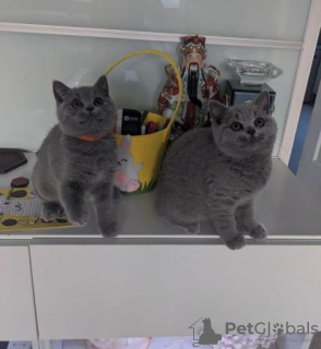 Photo №1. british shorthair - for sale in the city of Würzburg | 370$ | Announcement № 108589