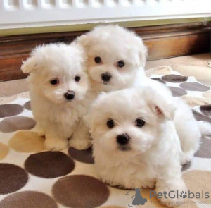 Photo №1. maltese dog - for sale in the city of Valmadonna | Is free | Announcement № 24821