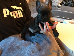 Photo №4. I will sell french bulldog in the city of Duisburg. breeder - price - 370$