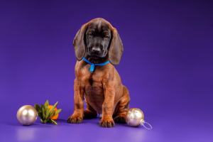 Photo №1. bavarian mountain hound - for sale in the city of St. Petersburg | 942$ | Announcement № 4247