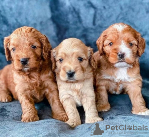 Photo №1. english cocker spaniel - for sale in the city of Франкфурт-на-Майне | 475$ | Announcement № 127268