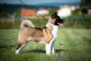 Photo №4. I will sell american akita in the city of Ниш. private announcement - price - negotiated