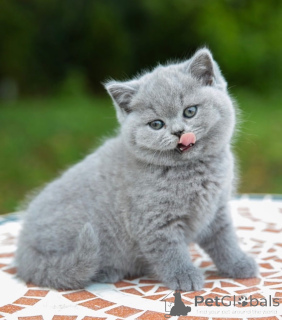 Photo №2 to announcement № 176648 for the sale of british shorthair - buy in Italy private announcement