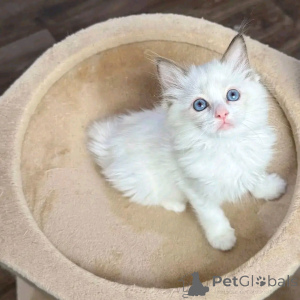 Photo №2 to announcement № 150762 for the sale of ragdoll - buy in Germany 
