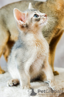 Photo №3. Abyssinian kitten. Ukraine