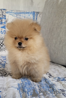 Photo №1. pomeranian - for sale in the city of Minsk | 528$ | Announcement № 46382