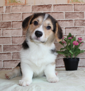Photo №1. welsh corgi - for sale in the city of St. Petersburg | 1047$ | Announcement № 1640