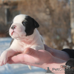 Photo №2 to announcement № 8866 for the sale of american staffordshire terrier - buy in Russian Federation from nursery