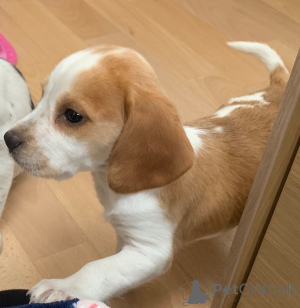 Photo №2 to announcement № 173050 for the sale of beagle - buy in Belgium private announcement, breeder