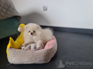 Additional photos: Pomeranian