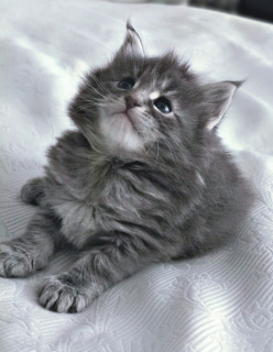 Photo №4. I will sell maine coon in the city of Nikolaev. breeder - price - 500$