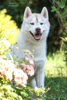 Photo №3. Grown up Siberian Husky puppies. Ukraine