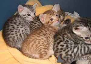 Photo №1. ocicat - for sale in the city of Vienna | 723$ | Announcement № 163484