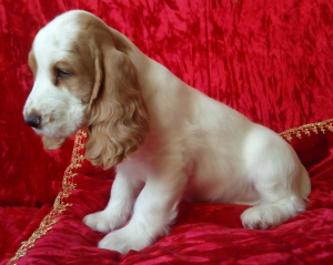 Photo №3. English cocker spaniel puppy. Russian Federation