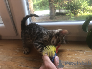 Photo №4. I will sell bengal cat in the city of Warsaw. private announcement, breeder - price - negotiated