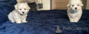 Photo №1. maltese dog - for sale in the city of Frankfurt | 258$ | Announcement № 156387
