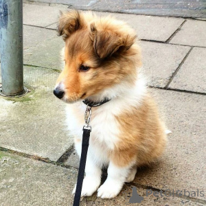 Photo №3. Shetland Sheepdog puppies. Belgium