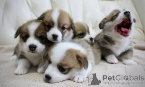 Photo №1. welsh corgi - for sale in the city of Москва | negotiated | Announcement № 24443
