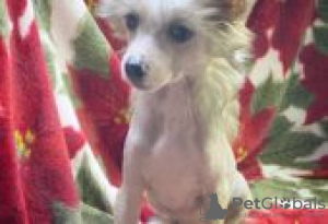 Photo №1. chinese crested dog - for sale in the city of Berlin | Is free | Announcement № 126920