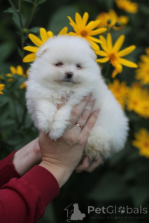 Photo №3. Puppy, Pomeranian Spitz! Northern bear in miniature at your home!. Belarus